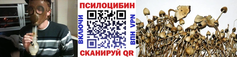 сколько стоит  Щёлково  Галлюциногенные грибы Cubensis 